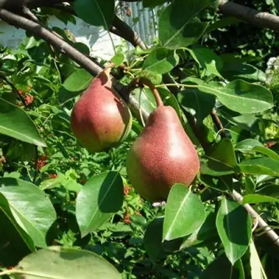 Груша РУМЯНАЯ КЕДРИНА в Самохваловичи