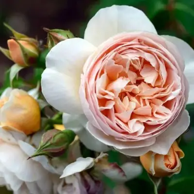 Роза ДЖУЛЬЕТТА английская в Самохваловичи