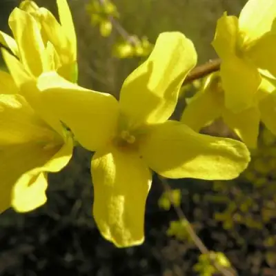 Форзиция ФОРЧУНА в Самохваловичи