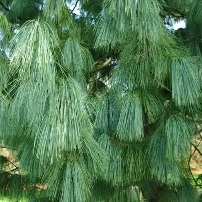 Сосна гриффита в Самохваловичи