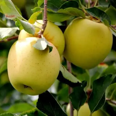Яблоня ГОЛДЕН ВЛАДИМИРСКИЙ в Самохваловичи