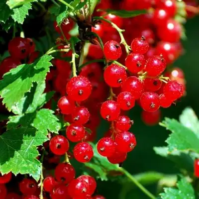 Смородина красная НЕНАГЛЯДНАЯ в Самохваловичи