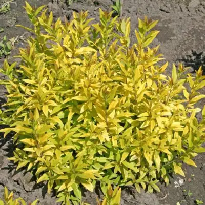 Бирючина АУРЕА обыкновенная в Самохваловичи