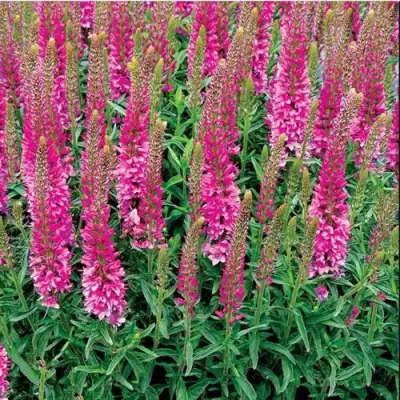 Вероника РОНИКА ФУКСИЯ в Самохваловичи