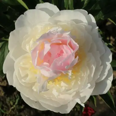 Пион БЛАШ КВИН травянистый в Самохваловичи