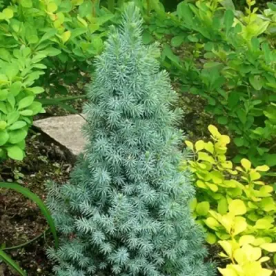 Ель КОНИКА сизая в Самохваловичи