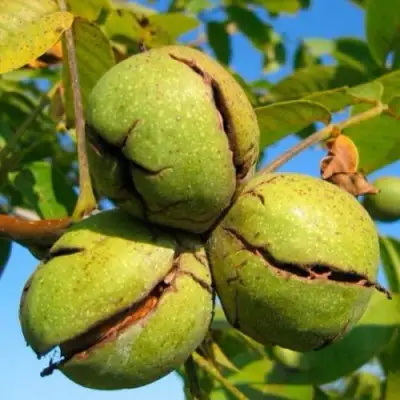 Грецкий орех ПИНСКИЙ в Самохваловичи