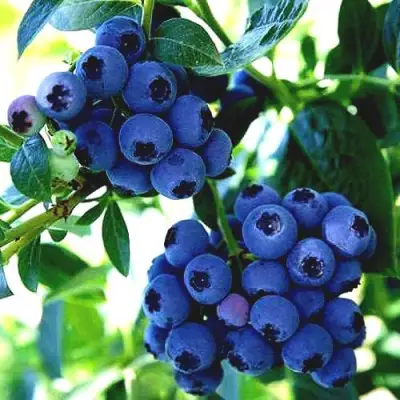 Голубика РЕКА в Самохваловичи