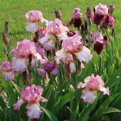 Ирис БЛАШИНГ ПИНК бородатый в Самохваловичи