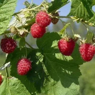 Малина КОЛОКОЛЬЧИК в Самохваловичи