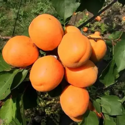 Абрикос ХАРГРАНД в Самохваловичи