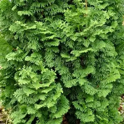 Туя СПИРАЛИС МИНИ западная в Самохваловичи