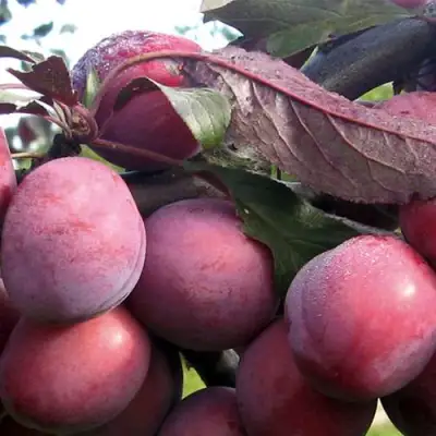 Слива ПАННА в Самохваловичи