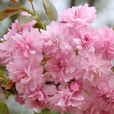 Сакура РОЗЕА ПЛЕНА в Самохваловичи