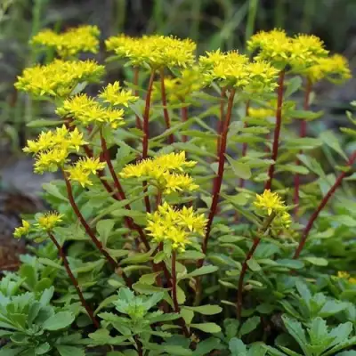 Очиток (седум) ИММЕРГРЮНХЕН в Самохваловичи