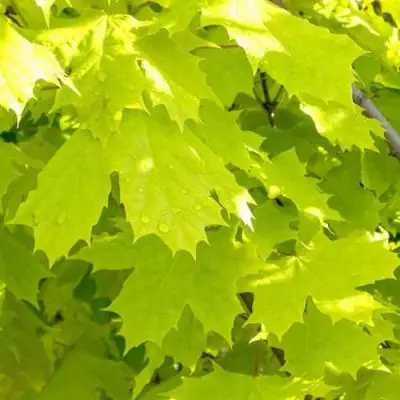 Клен ПРИНСЕТОН ГОЛД остролистный в Самохваловичи