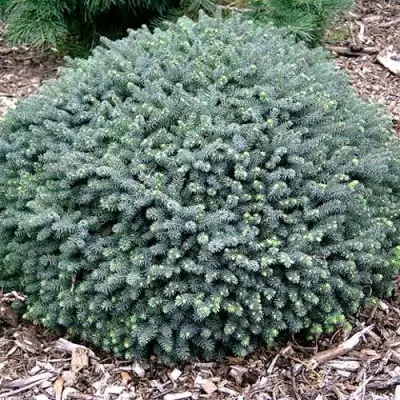 Ель ЭХИНИФОРМИС сизая в Самохваловичи