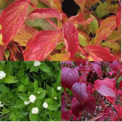 Комплект СЕВЕРНОЕ СИЯНИЕ в Самохваловичи