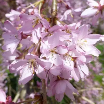 Сакура ПЕНДУЛА РУБРА в Самохваловичи