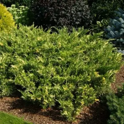Можжевельник ВАРИЕГАТА казацкий  в Самохваловичи