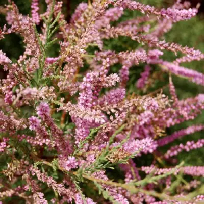 Тамарикс ПИНК КАСКАД в Самохваловичи