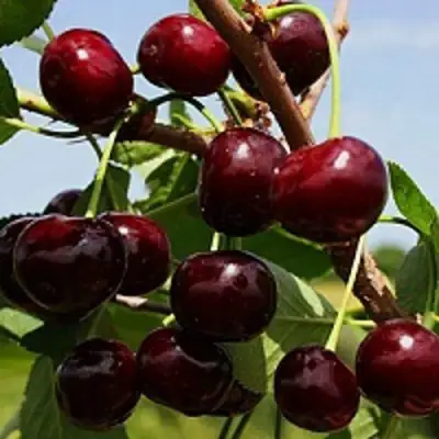 Вишня РОВЕСНИЦА в Самохваловичи