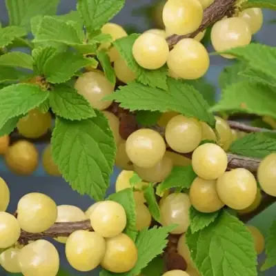 Вишня СНЕВИТ войлочная в Самохваловичи