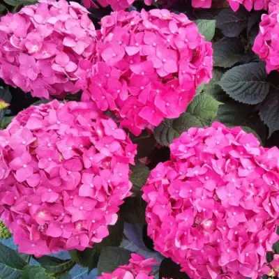 Гортензия ЭНДЛЕСС САММЕР ЛАВ крупнолистная в Самохваловичи