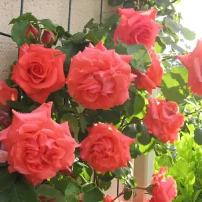 Роза ДИ ДИ БРИДЖУОТЕР плетистая в Самохваловичи