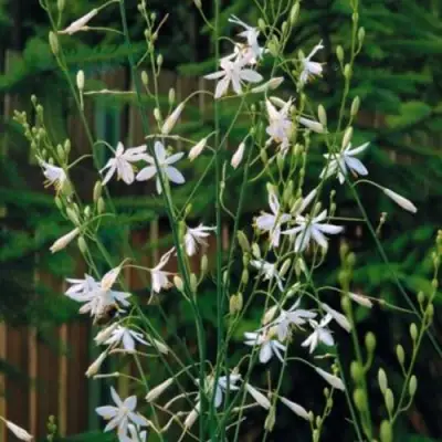 Венечник ветвистый в Самохваловичи