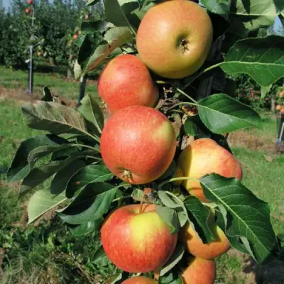 Яблоня ВОСТОРГ колонновидная в Самохваловичи