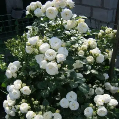 Роза АРТЕМИС шраб в Самохваловичи