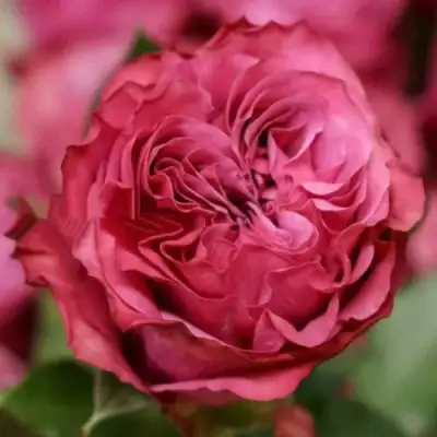 саженцы розы Кантри Блюз