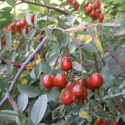 Роза сизая в Самохваловичи