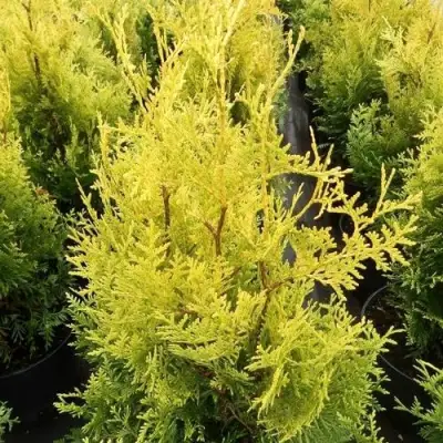 Туя ГОЛДЕН БРАБАНТ западная в Самохваловичи