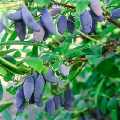 Жимолость съедобная БЛЮ БАНАНА (ГОЛУБОЙ БАНАН) в Самохваловичи