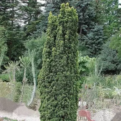 Тис ФАСТИГИАТА РОБУСТА  ягодный  в Самохваловичи