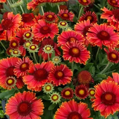 Гайлардия АРИЗОНА РЕД ШЕЙДС в Самохваловичи