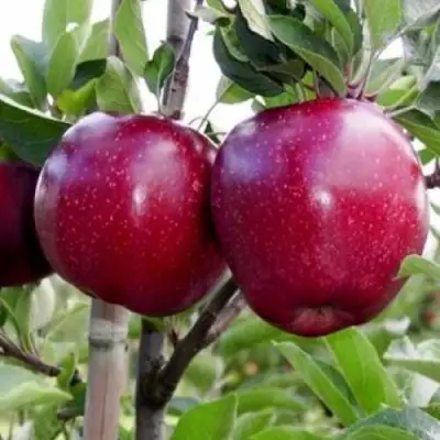 Яблоня РЕД ДЕЛИШЕС в Самохваловичи
