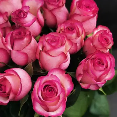 Роза КАРУСЕЛЬ чайно-гибридная в Самохваловичи