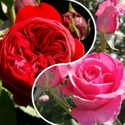 Комплект РОМАНТИЧЕСКИЙ БУКЕТ в Самохваловичи