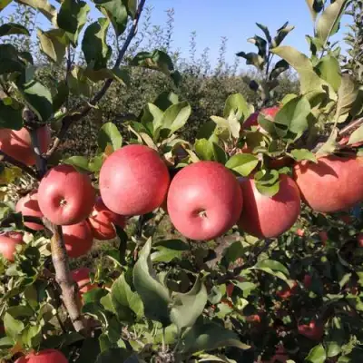 Яблоня ЧЕМПИОН РЕНО в Самохваловичи