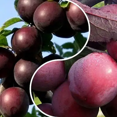 Комплект ИЗЮМИНКА САДА в Самохваловичи