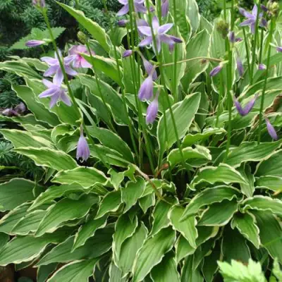 Хоста СТИЛЕТТО гибридная в Самохваловичи