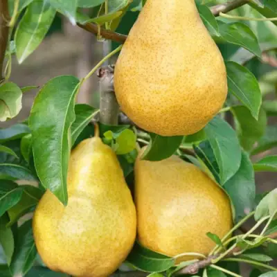 Груша ДЮШЕС ЛЕТНИЙ в Самохваловичи