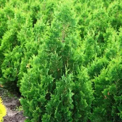 Туя СПИРАЛИС западная в Самохваловичи