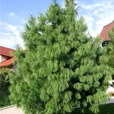 Сосна гриффита в Самохваловичи