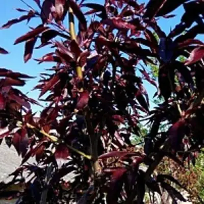 Персик БУРГУНДИ краснолистный в Самохваловичи