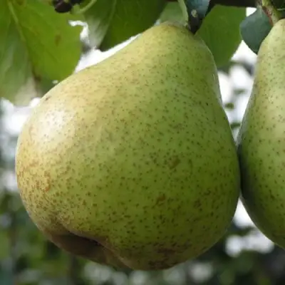 Груша ПЛАТОНОВСКАЯ в Самохваловичи