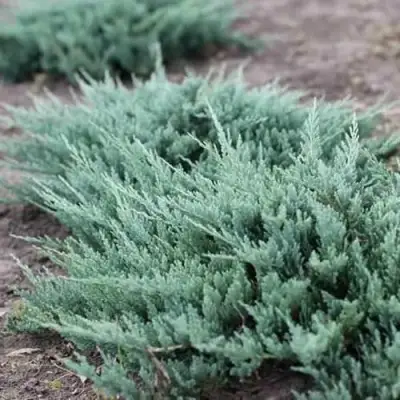 Можжевельник БЛЮ ЧИП горизонтальный  в Самохваловичи